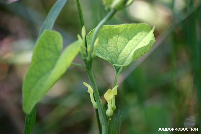 ARISTOLOCHE
