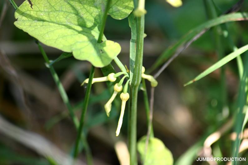ARISTOLOCHE