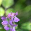 samedi-056-2.jpg